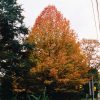 Oak Shumard #5 - Image 3